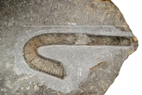 Anahamulina subrylindrica